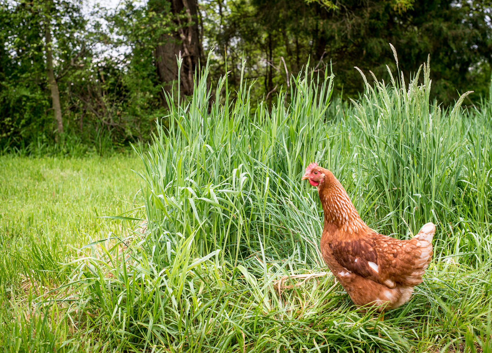 Chicken!